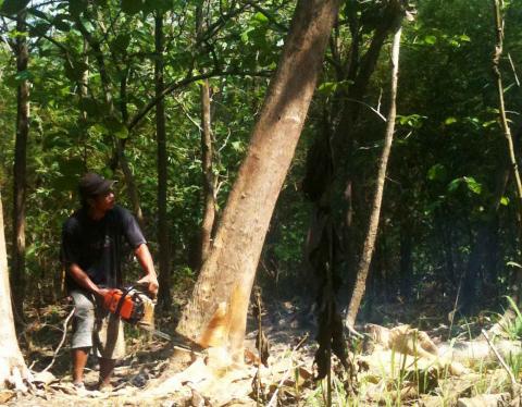 Legal timber – A resident cuts jati, a kind of hardwood tree, in a people’s forest in Mranggen, Demak regency, Central Java. (thejakartapost.com/Suherdjoko)
